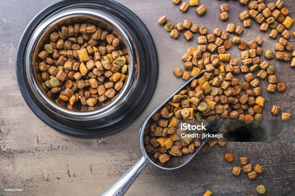 Croquettes chats : les clés d'une alimentation saine et équilibrée